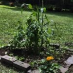 plants