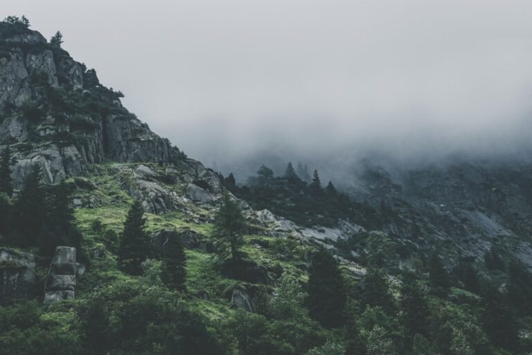 Green Leafed Trees During Fog Time 167684 768x512